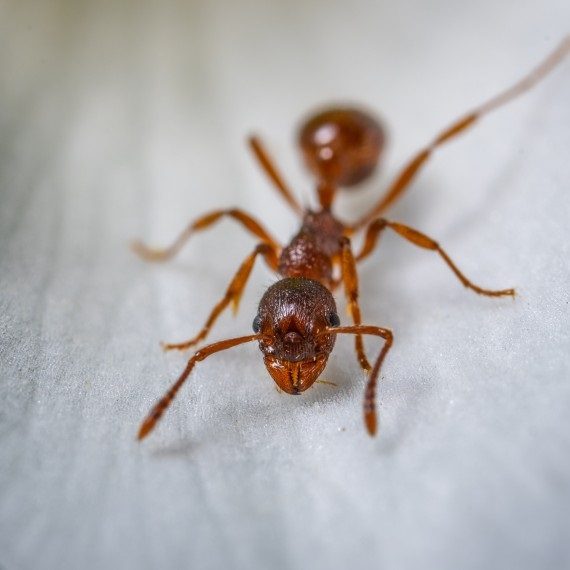 Field Ants, Pest Control in Sidcup, DA15. Call Now! 020 8166 9746