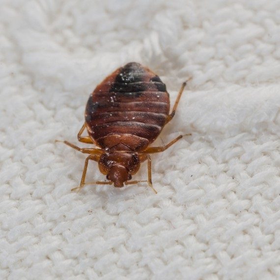 Bed Bugs, Pest Control in Sidcup, DA15. Call Now! 020 8166 9746
