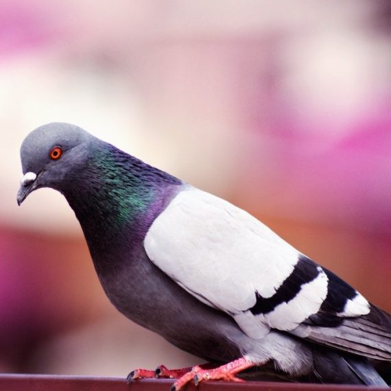 Birds, Pest Control in Sidcup, DA15. Call Now! 020 8166 9746