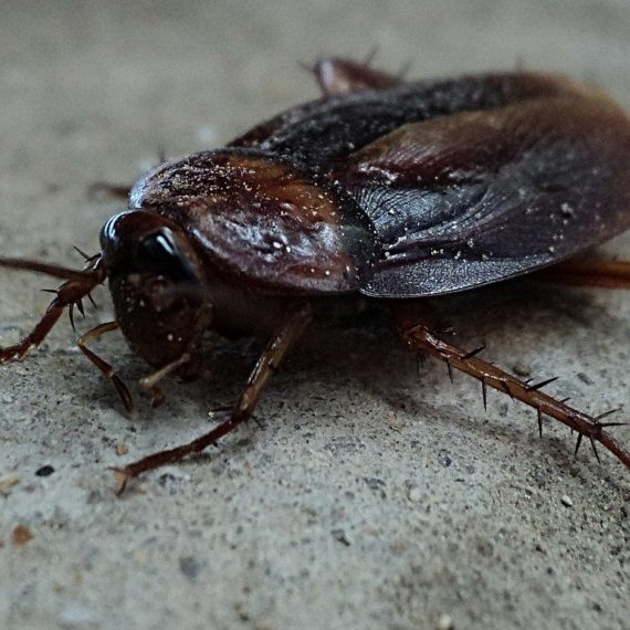Cockroaches, Pest Control in Sidcup, DA15. Call Now! 020 8166 9746