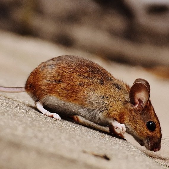 Mice, Pest Control in Sidcup, DA15. Call Now! 020 8166 9746