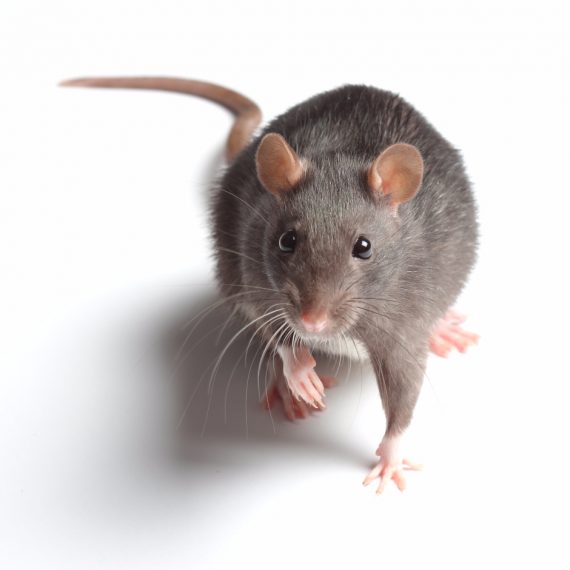 Rats, Pest Control in Sidcup, DA15. Call Now! 020 8166 9746