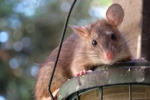 Rat extermination, Pest Control in Sidcup, DA15. Call Now 020 8166 9746