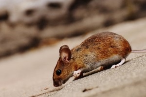 Mouse extermination, Pest Control in Sidcup, DA15. Call Now 020 8166 9746