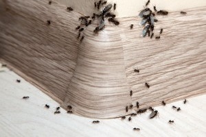 Ant Control, Pest Control in Sidcup, DA15. Call Now 020 8166 9746