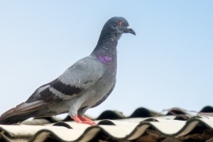 Pigeon Pest, Pest Control in Sidcup, DA15. Call Now 020 8166 9746