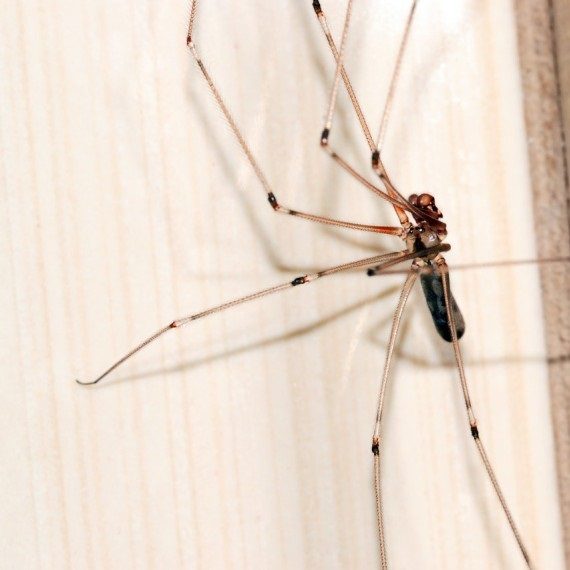 Spiders, Pest Control in Sidcup, DA15. Call Now! 020 8166 9746
