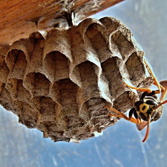 Wasps Nest, Pest Control in Sidcup, DA15. Call Now! 020 8166 9746