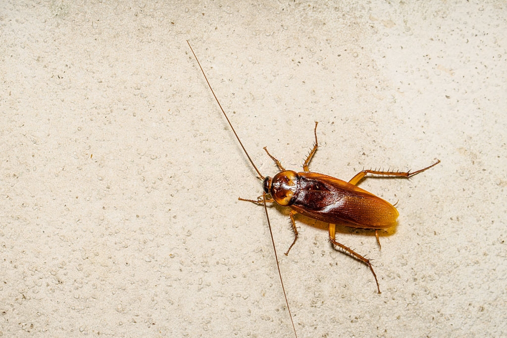 Cockroach Control, Pest Control in Sidcup, DA15. Call Now 020 8166 9746