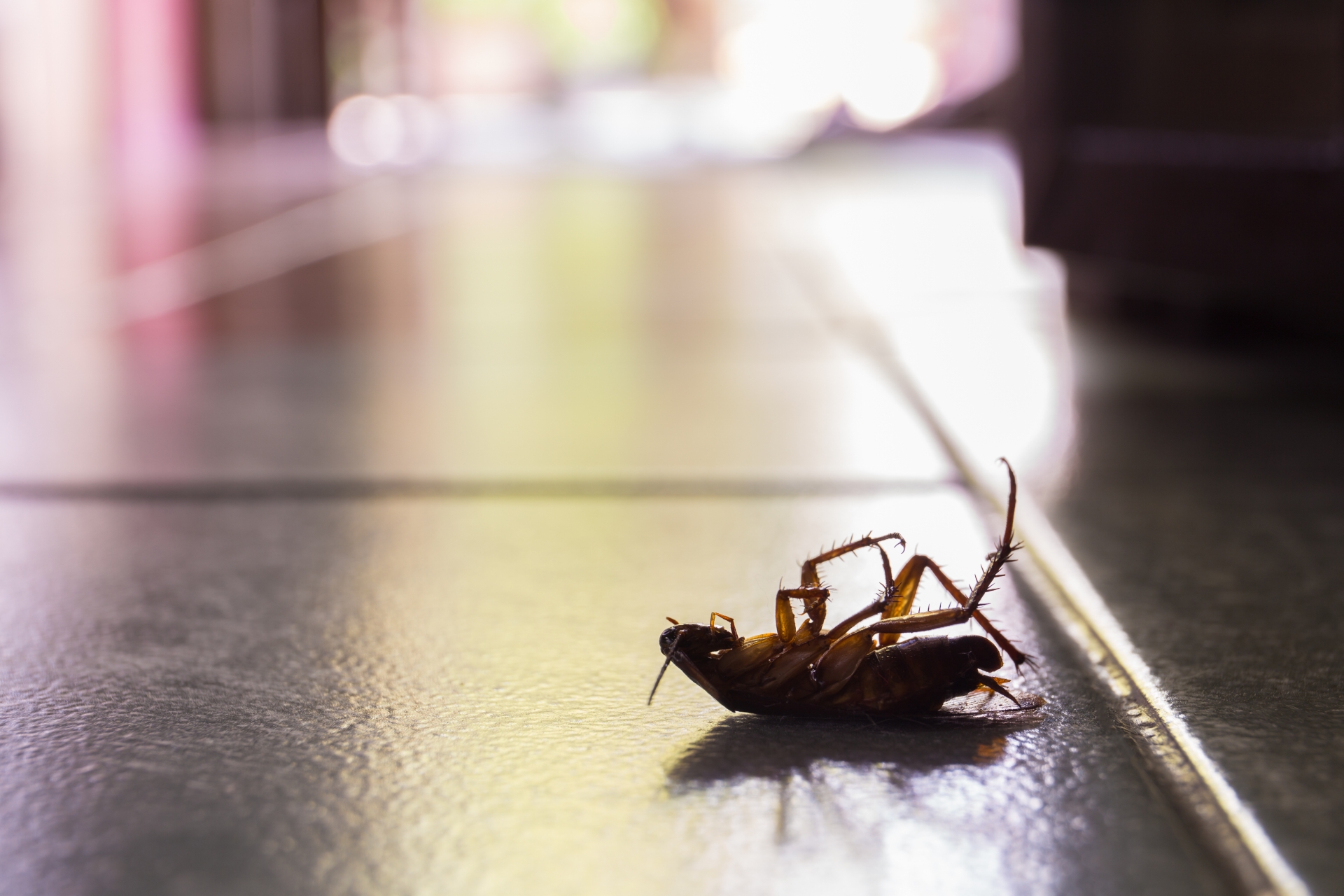 Cockroach Control, Pest Control in Sidcup, DA15. Call Now 020 8166 9746