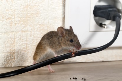 Pest Control in Sidcup, DA15. Call Now! 020 8166 9746