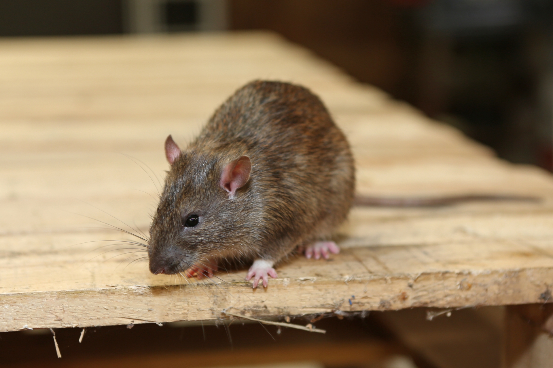 Rat Control, Pest Control in Sidcup, DA15. Call Now 020 8166 9746